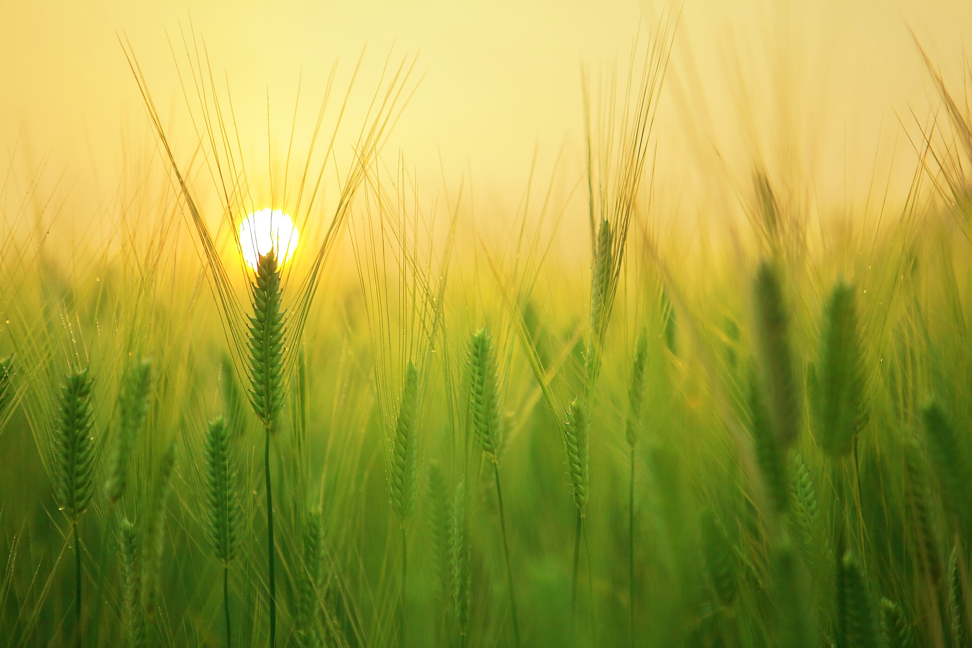 barley-field-g68b91bc72_1920