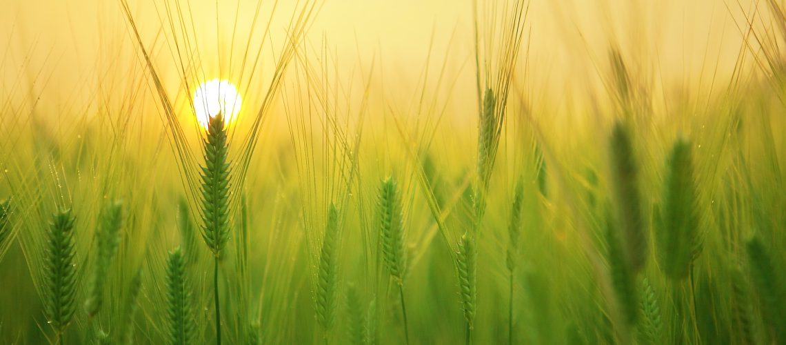 barley-field-g68b91bc72_1920